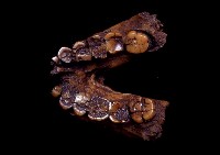 藏品(南猿成年下頜骨(模))的圖片